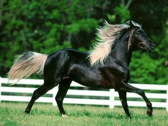 Wild Horses Wallpaper Stallions Background Animals