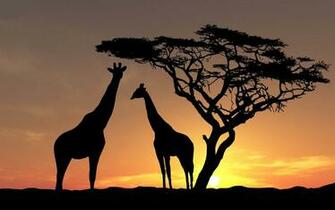 Giraffe Silhouette Wallpaper Umad
