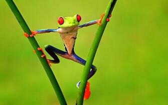 Pics Photos Funny Frog Wallpaper