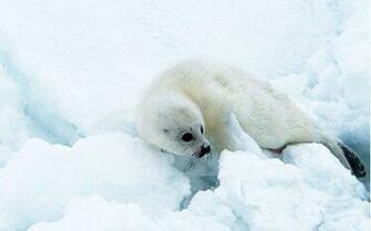 Related Wallpaper Animals Seals Seal