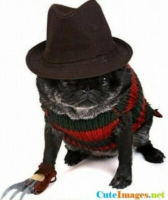Freddy Krueger Puppy Name CuteImage Net