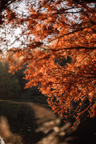 Fall Wallpaper