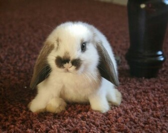 Cute Bunnies On These Posts Bunny Pictures Part