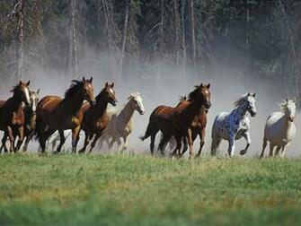 Wild Horses HD Wallpaper Wallpaper202