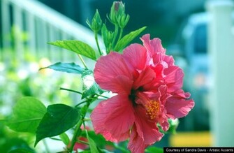 All Photos Gallery Flower Wallpaper Flowers
