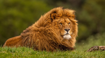 Adult Lion Wallpaper HD Animals 4k Image