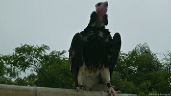 Beautiful Vultures Barbaras HD Wallpaper