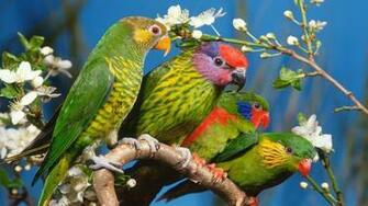 Bird Animal Beautiful Wild Wings Exotic Birds Wallpaper