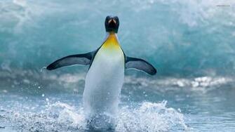 Penguin Wallpaper Penguins Animals