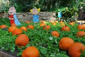 Linus Great Pumpkin Charlie Brown Sally