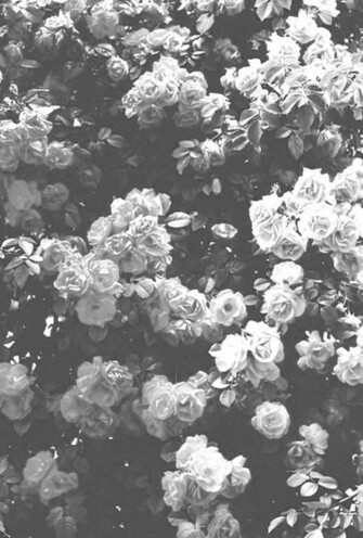 Black And White Flowers Background Wallpines Honduras