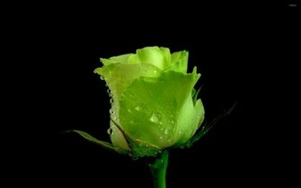 Green Rose Wallpaper Flower