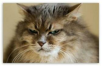 Grumpy Cat HD Wallpaper For Standard Fullscreen Uxga Xga Svga