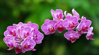 Descargar Gratis Ex Ticas Orquideas Macro Fondos De Escritorio