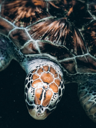 Sea Turtle Wallpaper