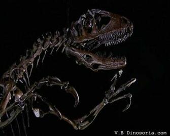 Squelette Dun Velociraptor