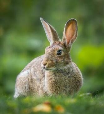 Rabbit Pictures HD Image