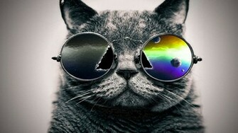 Trippy Cat Wallpaper Cool Share This On