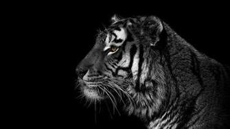 Black And White Animals Tigers Wallpaper