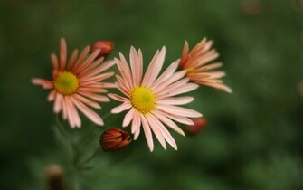 Fall Flowers Wallpaper
