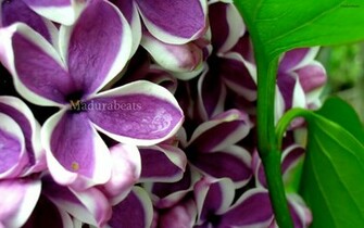 Exotic Flower Image Mabeats The Madura Beats
