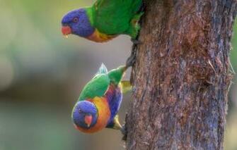 Wallpaper Birds Background Trunk Parrots A Couple Rainbow