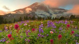 Nice Nature Wallpaper For Desktop Laptop