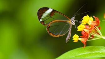 Wallpaper Butterfly 5k 4k Insects Flowers Green