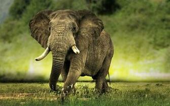 Wallpaper African Elephant