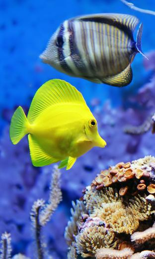Aquarium Fish HD Live Wallpaper For Android