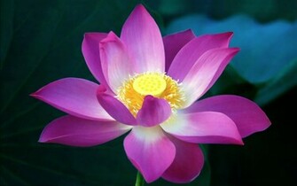 Flowers Wallpaper HD Pictures One Background