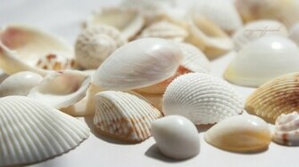 Seashells Wallpaper