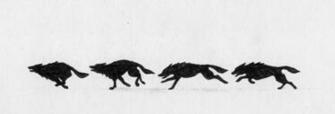 Runningwolf Explore