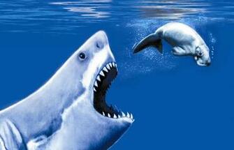 Megalodon Close Up Taking A Bite Wallpaper Sharks