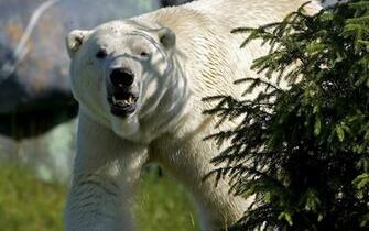 Polar Bear For Christmas Tree Wallpaper And Image