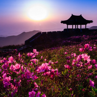 Wallpaper Landscape Sunset Flowers Mountains Nature