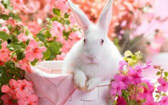 Spring Time Wallpaper