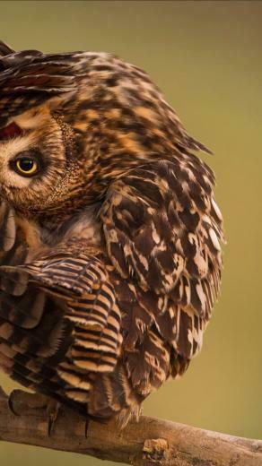 Wallpaper National Geographic 4k HD Owl Funny Os