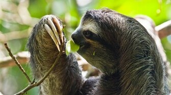 Three Toed Sloth HD Wallpaper Background