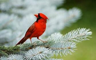 Birds Bird Wallpaper Black And Yellow Action Captured