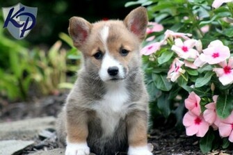 Pembroke Welsh Corgi Puppies Sale HD Wallpaper