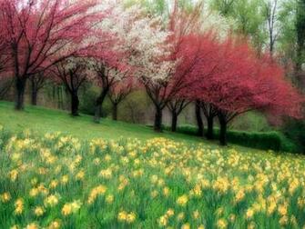 Hq Spring Meadow Wallpaper