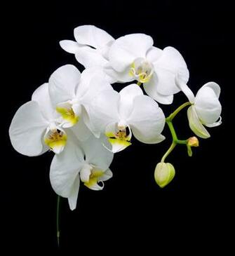 Black Background With White Orchid Flowers Photo