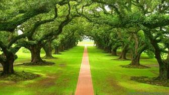 Beautiful Track Between Trees Rail Classic Most