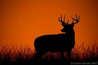 As The Last Light Of Day Fades In Western Sky A Buck Standing On
