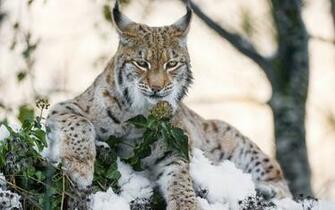 Stunning HD Lynx Wallpaper HDwallsource
