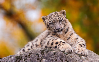 Snow Leopard Serenity Wallpaper