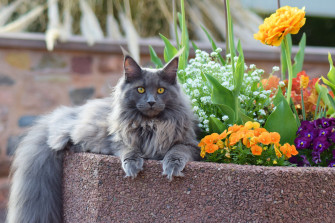 Animal Maine Coon 4k Ultra HD Wallpaper