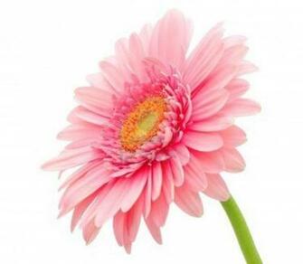 Gerbera And Daisy Flower Wallpaper Zone
