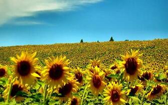 Sun Flowers Summer Wallpaper HD